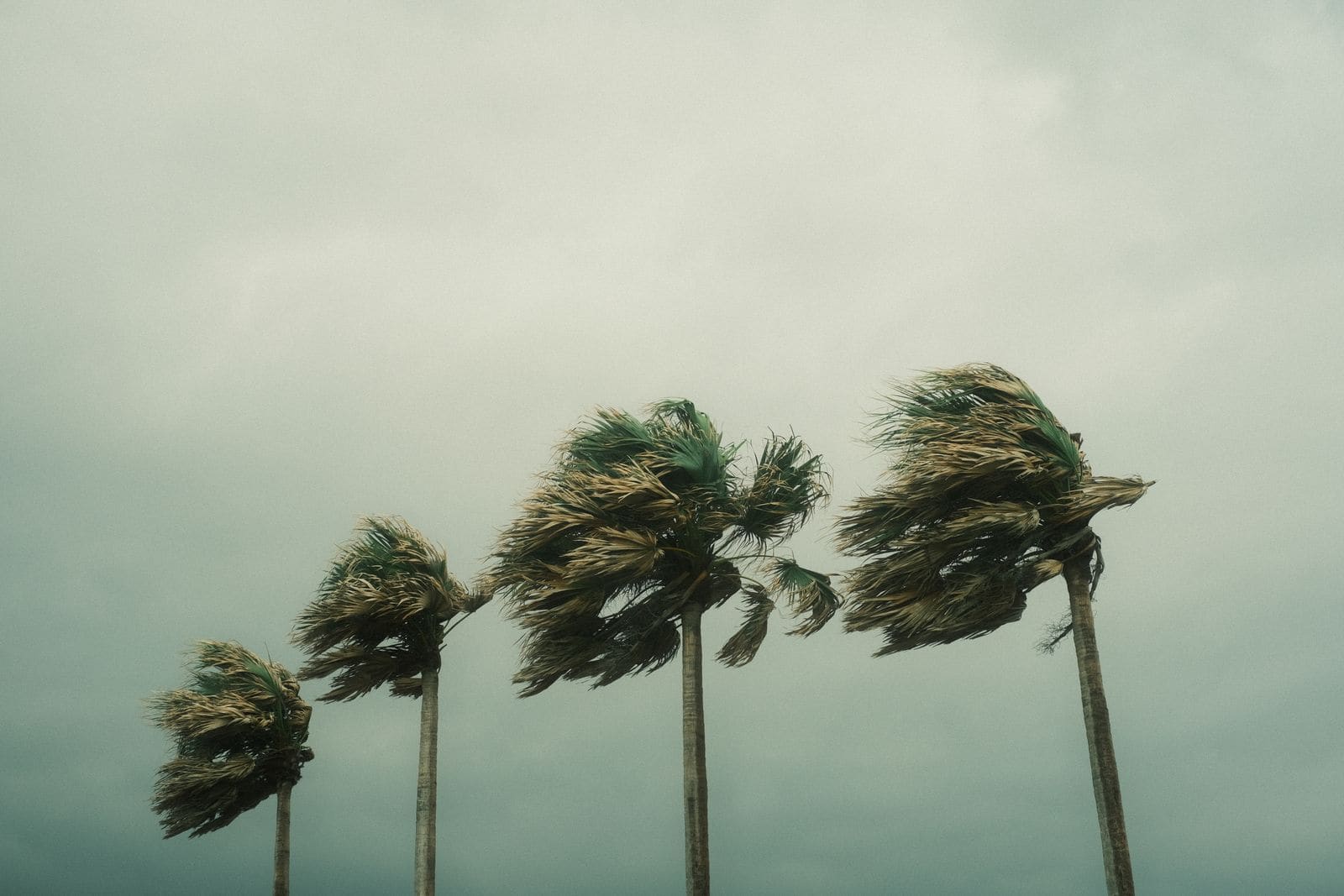 Palm trees bending in strong hurricane winds